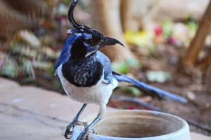 Chernogullah sorochy soyku - cechy zachowania i roli ptaków w przyrodzie Chernogullah sorochy soyku - cechy zachowania i roli ptaków w przyrodzie